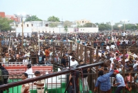 Sarkaru Vaari Paata Mass Celebrations  title=